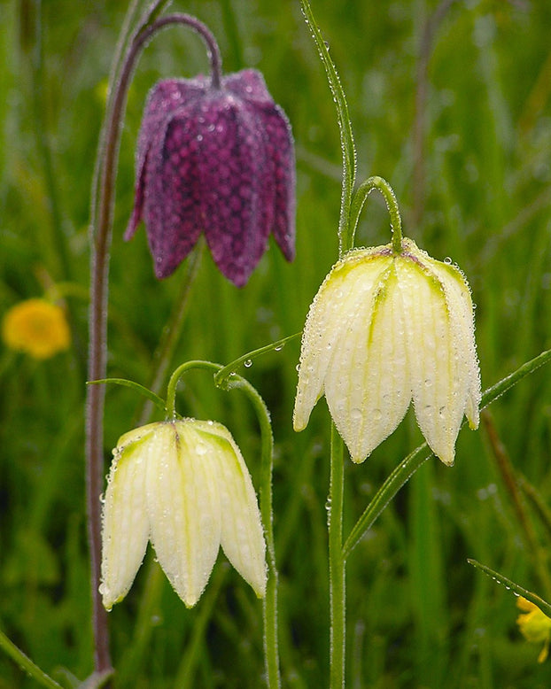 Flower BulbsMeleagris (Snake's Head) Bulbs UK - 1