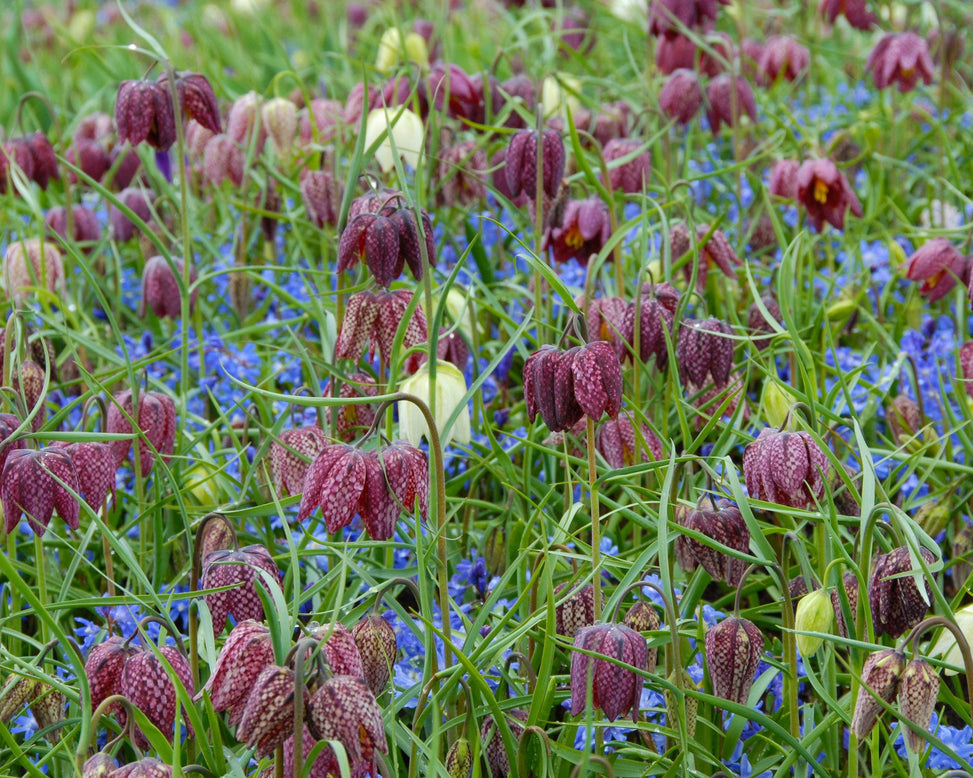 Flower BulbsMeleagris (Snake's Head) Bulbs UK - 8