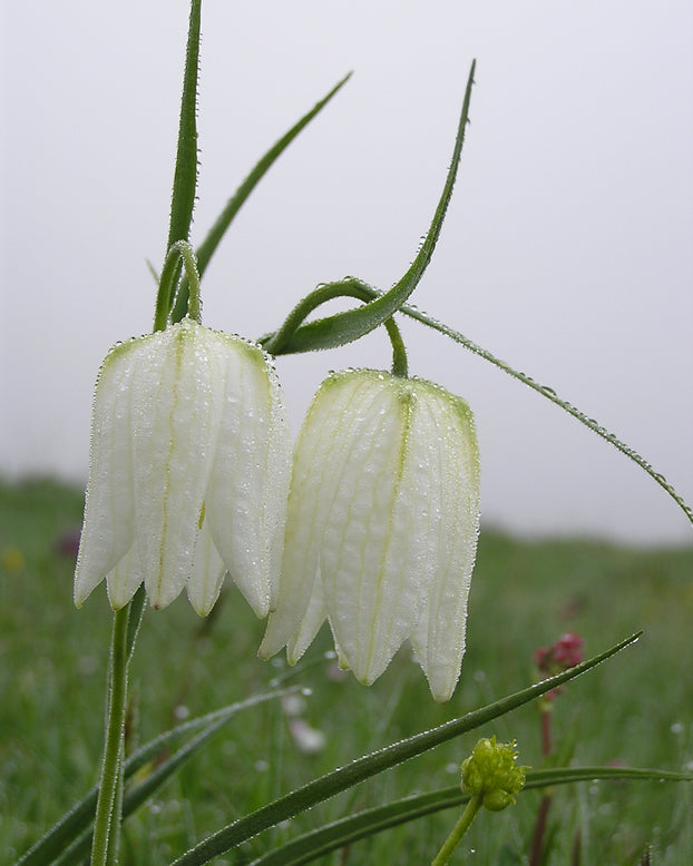Fritillaria meleagris 'Alba'