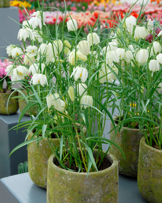 Fritillaria meleagris 'Alba'