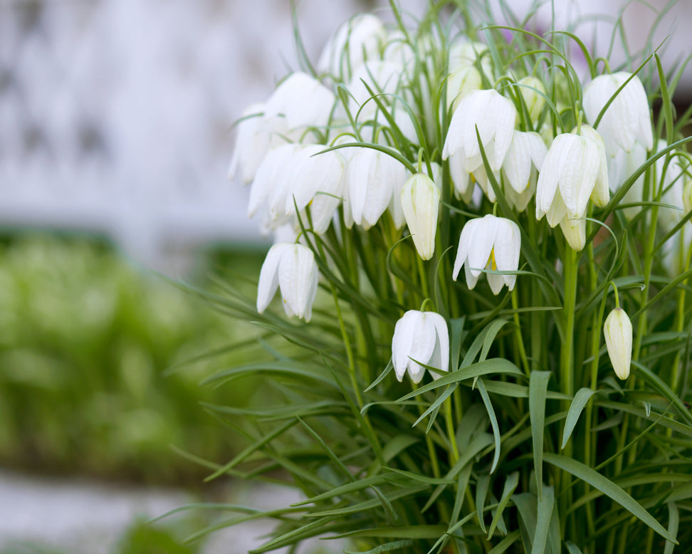 Fritillaria meleagris 'Alba'