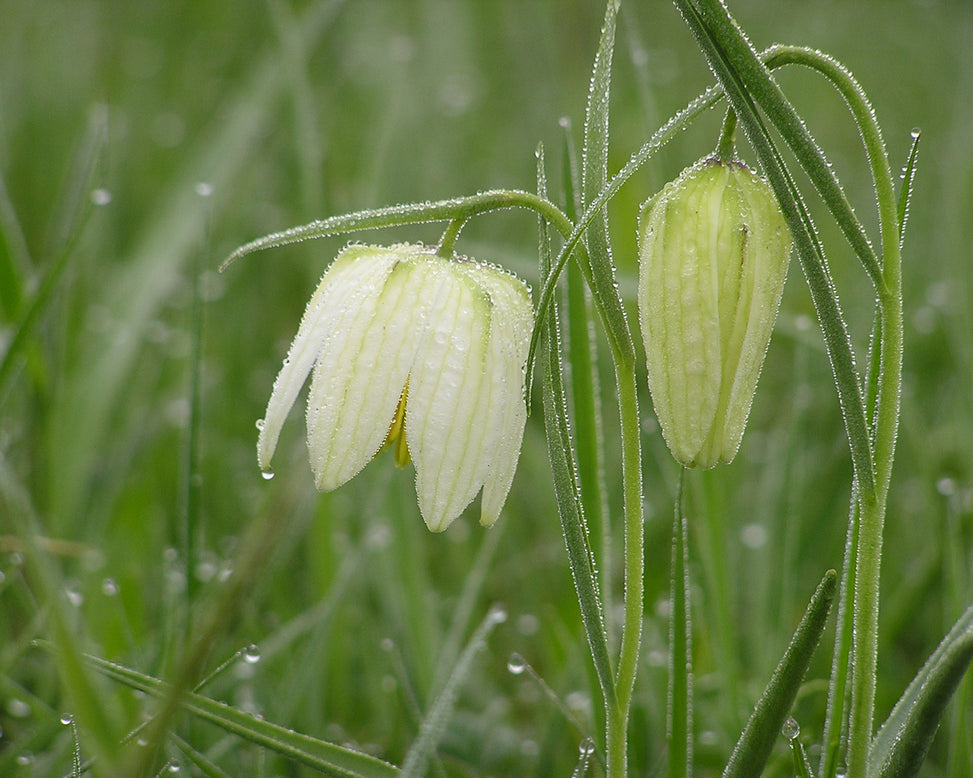 Fritillaria meleagris 'Alba'