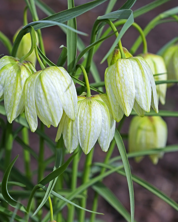 Fritillaria meleagris 'Alba'