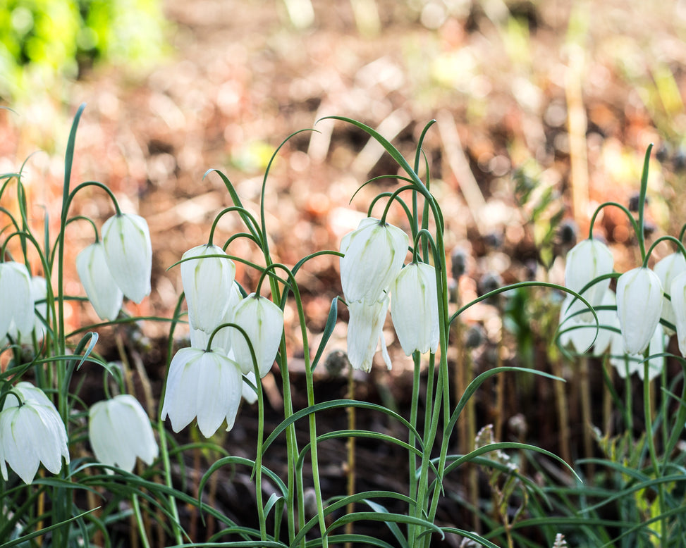 Fritillaria meleagris 'Alba'