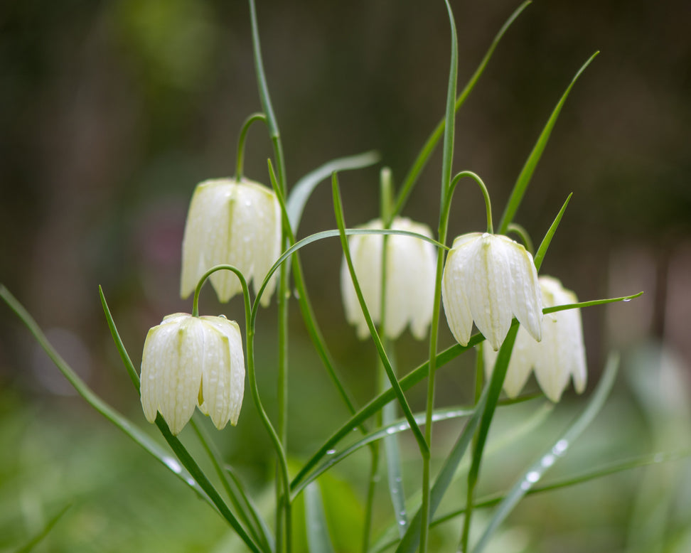 Fritillaria meleagris 'Alba'