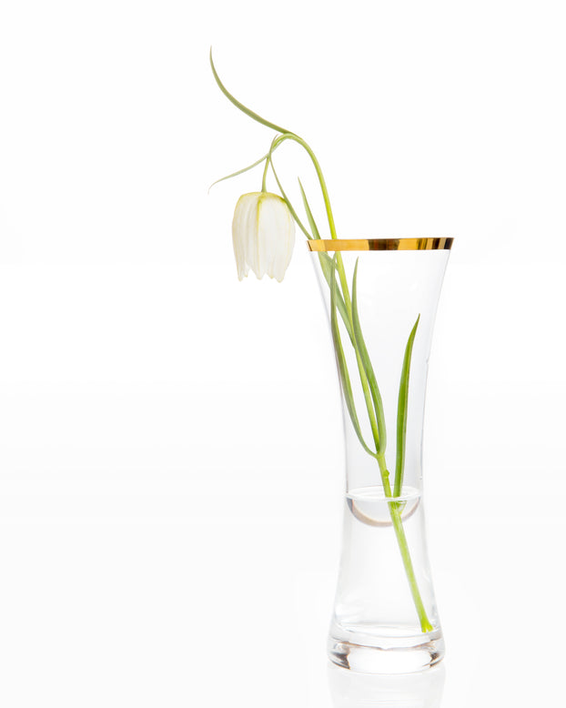 Fritillaria meleagris 'Alba'