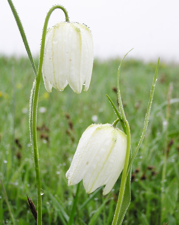 Fritillaria meleagris 'Alba'