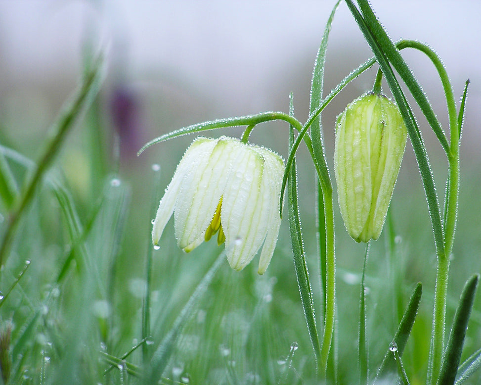 Fritillaria meleagris 'Alba'