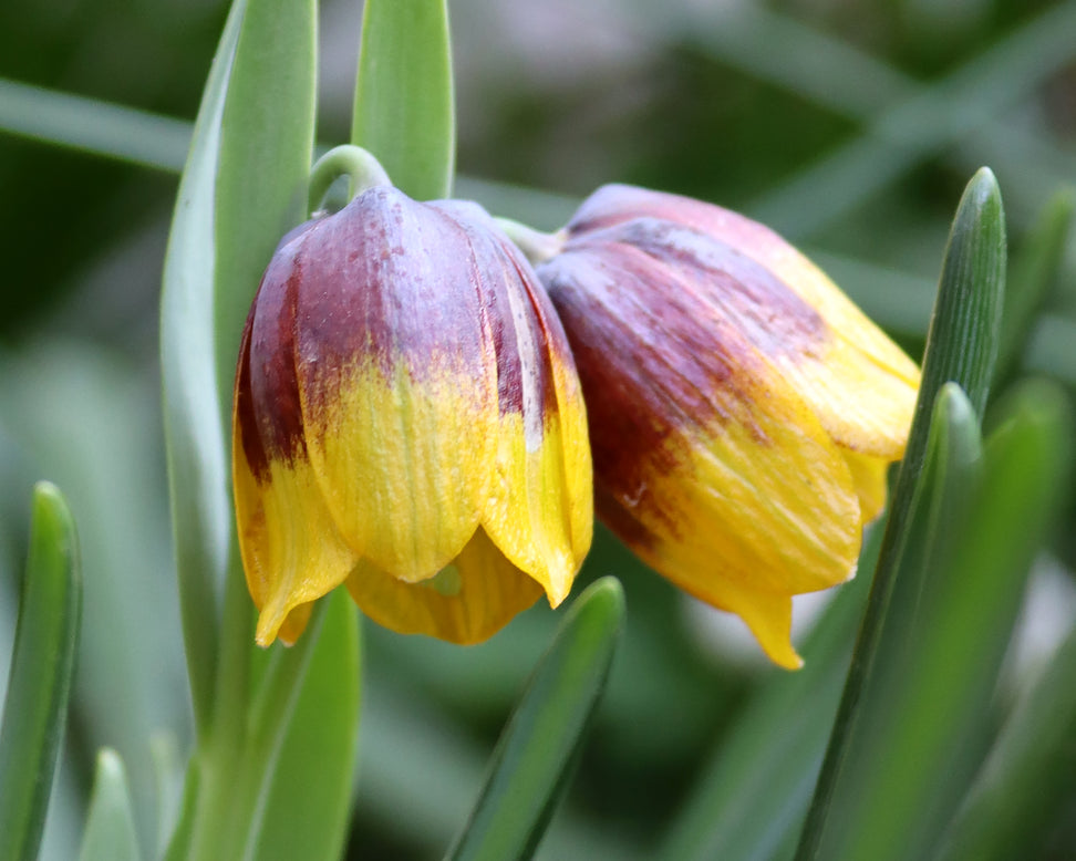 Fritillaria michailovskyi