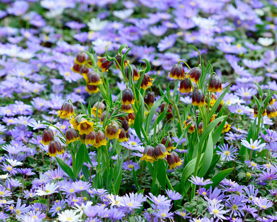 Flower BulbsMichailovskyi Bulbs UK - 5