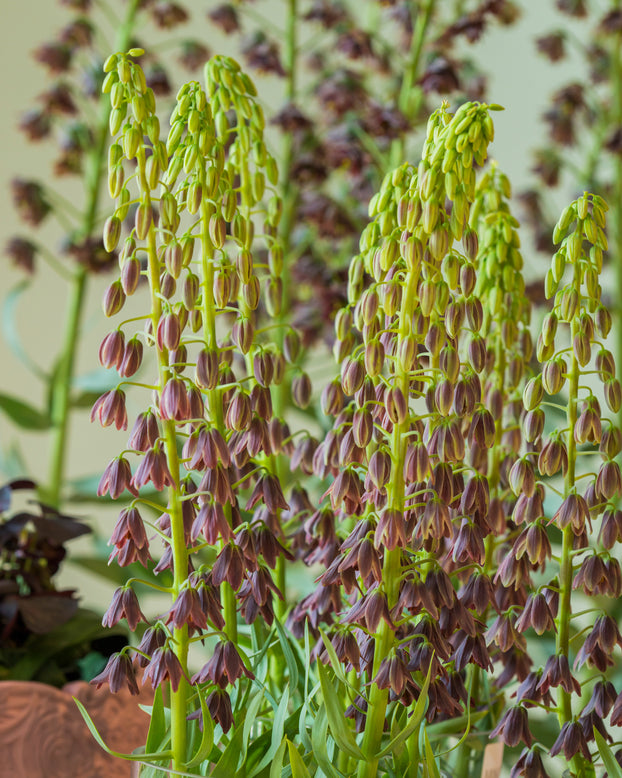Fritillaria 'Minaret'