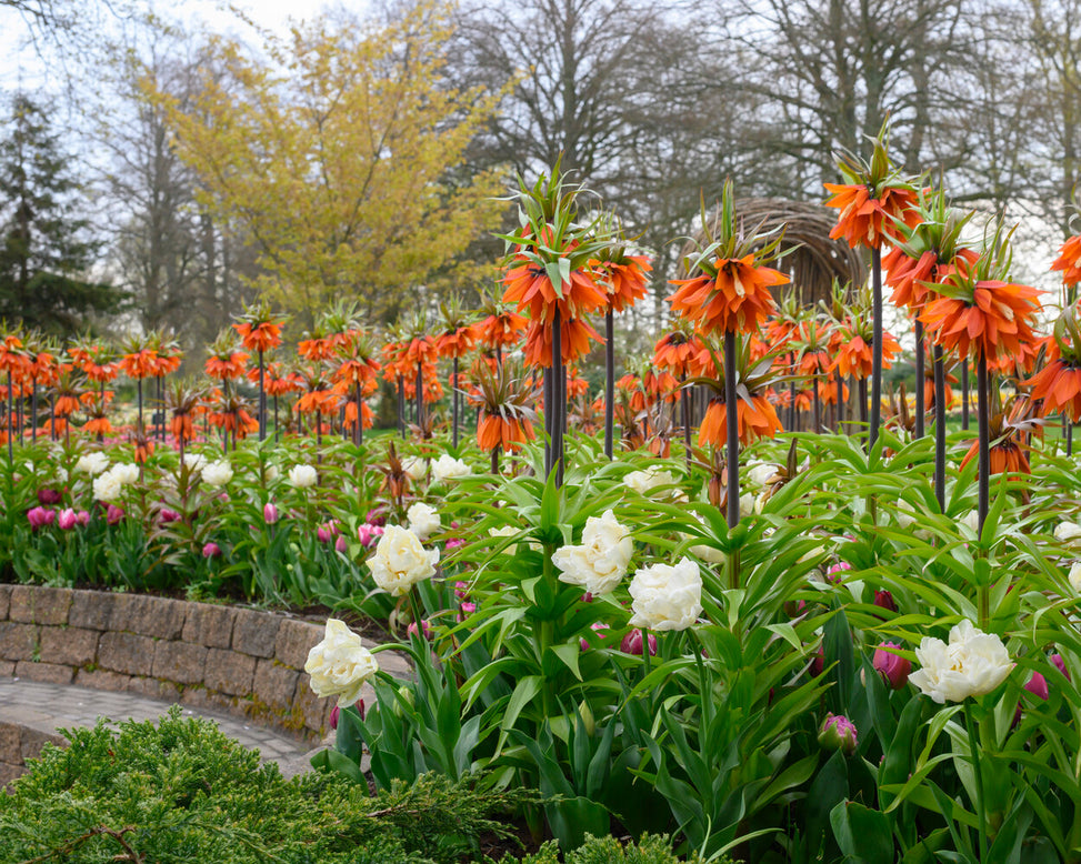 Fritillaria 'Orange Beauty'
