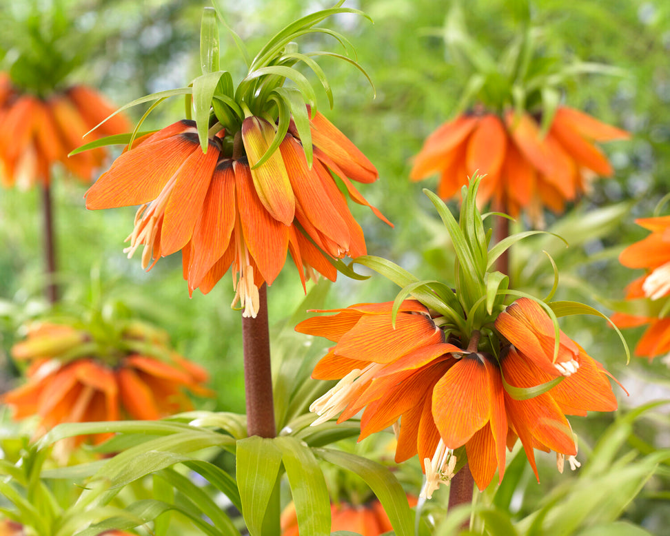 Fritillaria 'Orange Beauty'