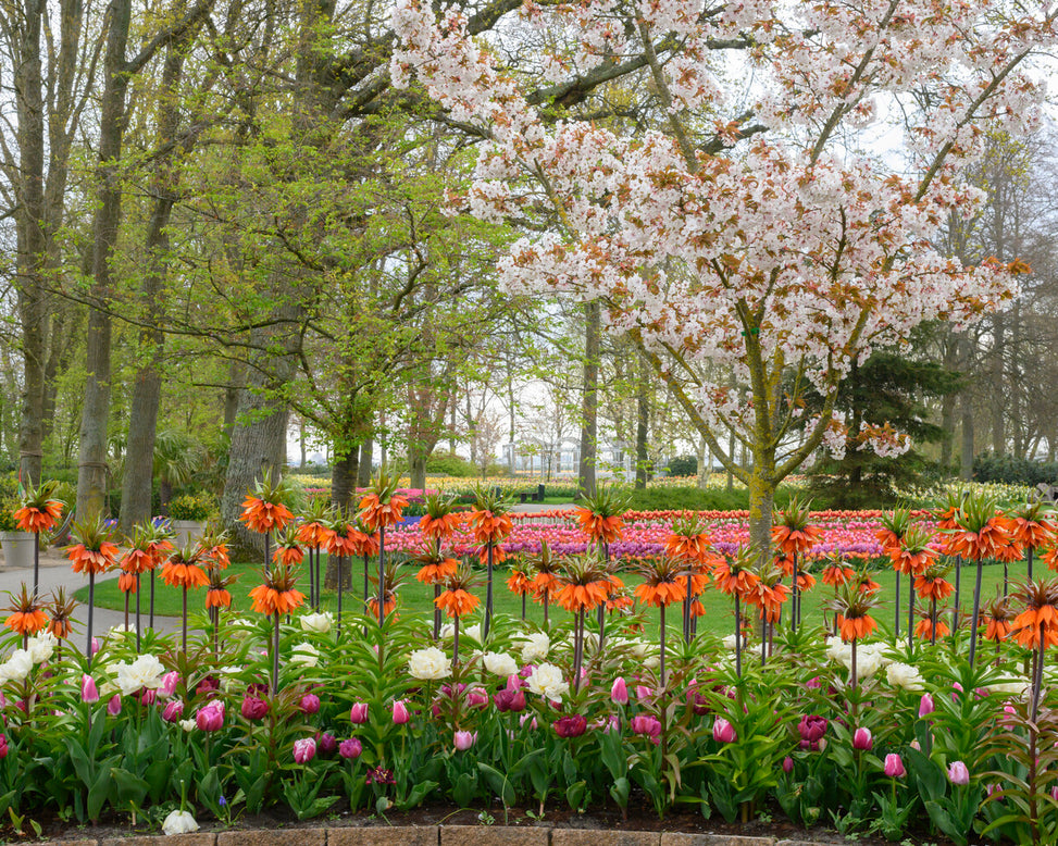 Fritillaria 'Orange Beauty'