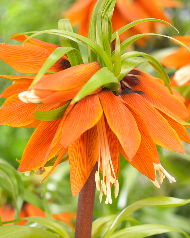 Fritillaria 'Orange Beauty'