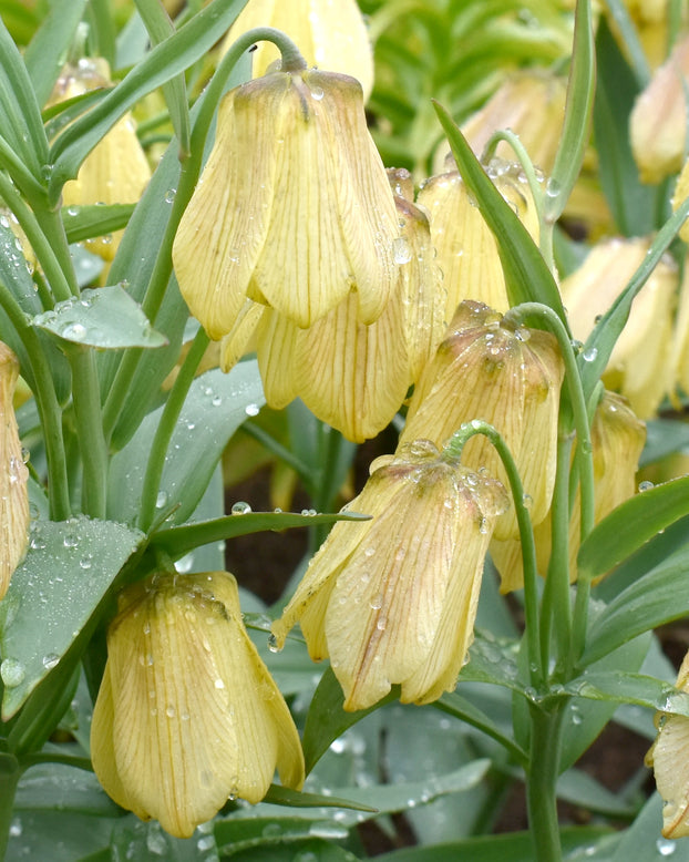 Fritillaria pallidiflora
