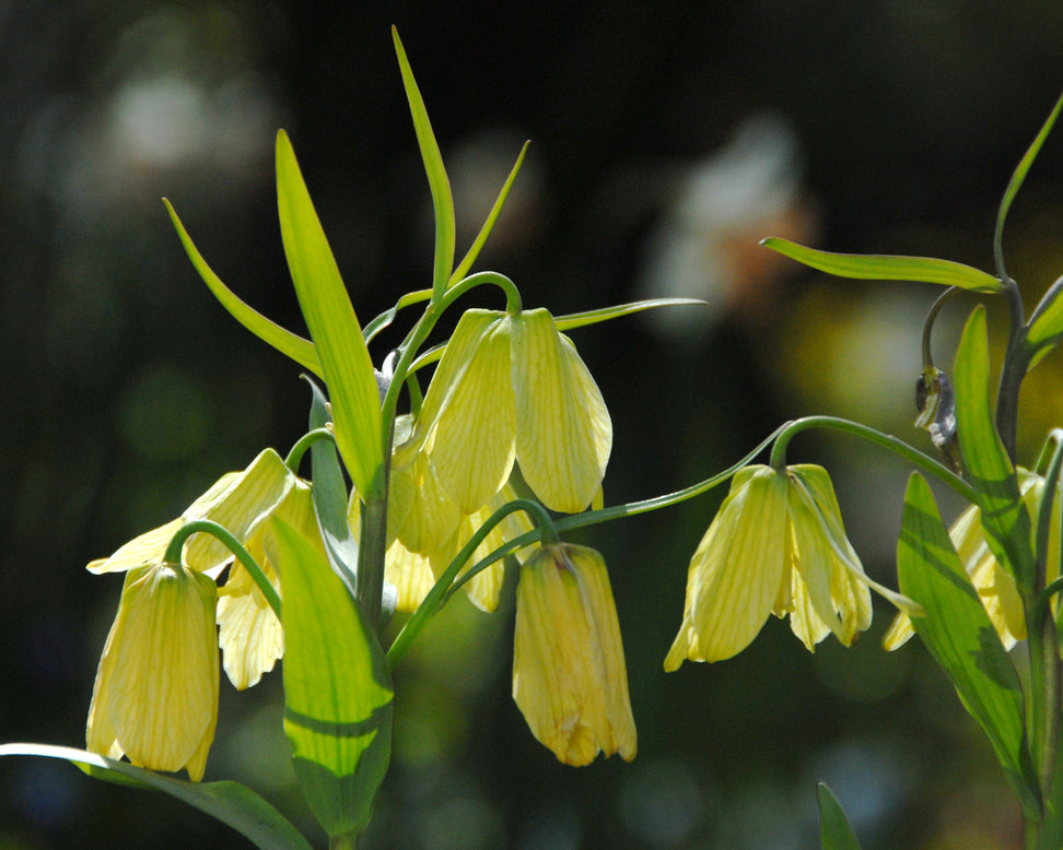 Fritillaria pallidiflora