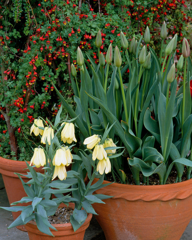 Fritillaria pallidiflora