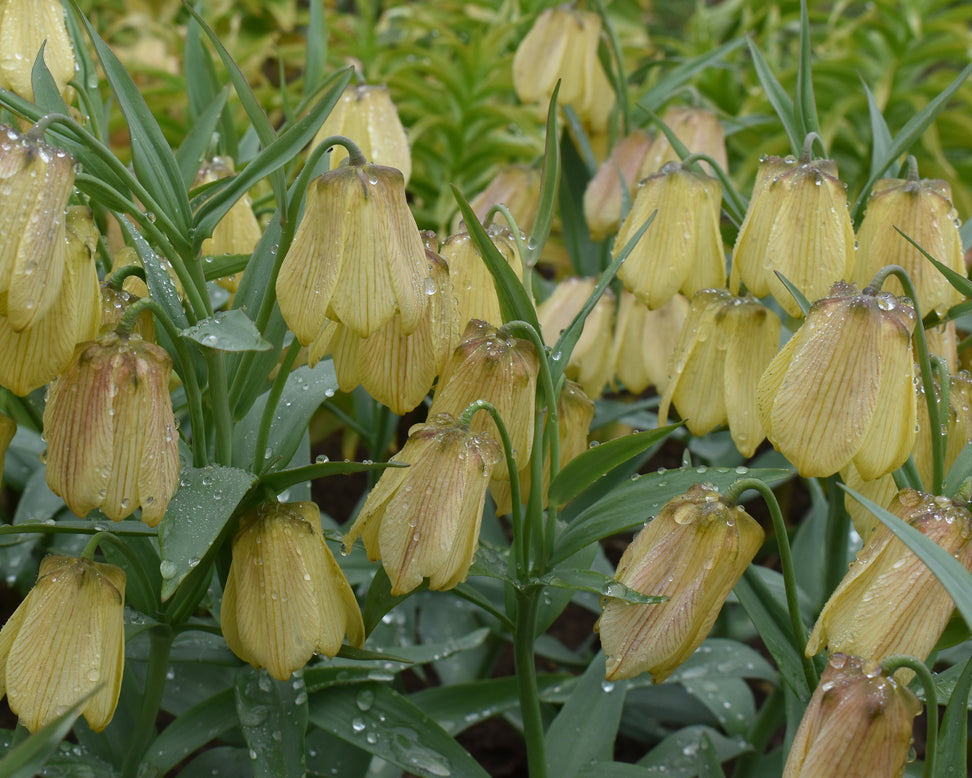 Fritillaria pallidiflora
