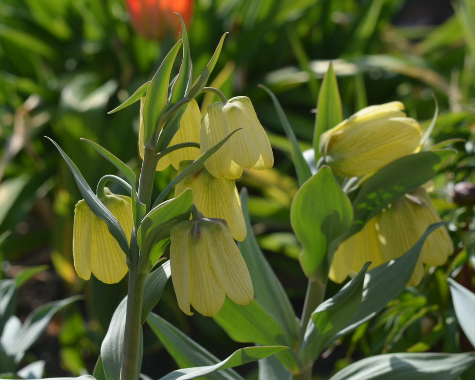 Fritillaria pallidiflora