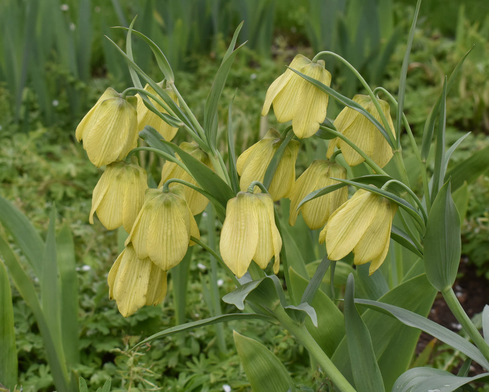 Fritillaria pallidiflora