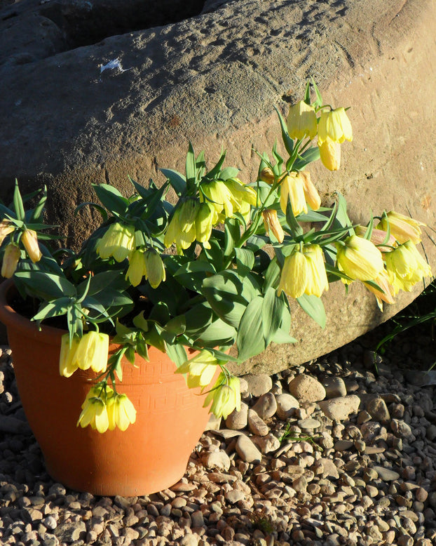 Fritillaria pallidiflora