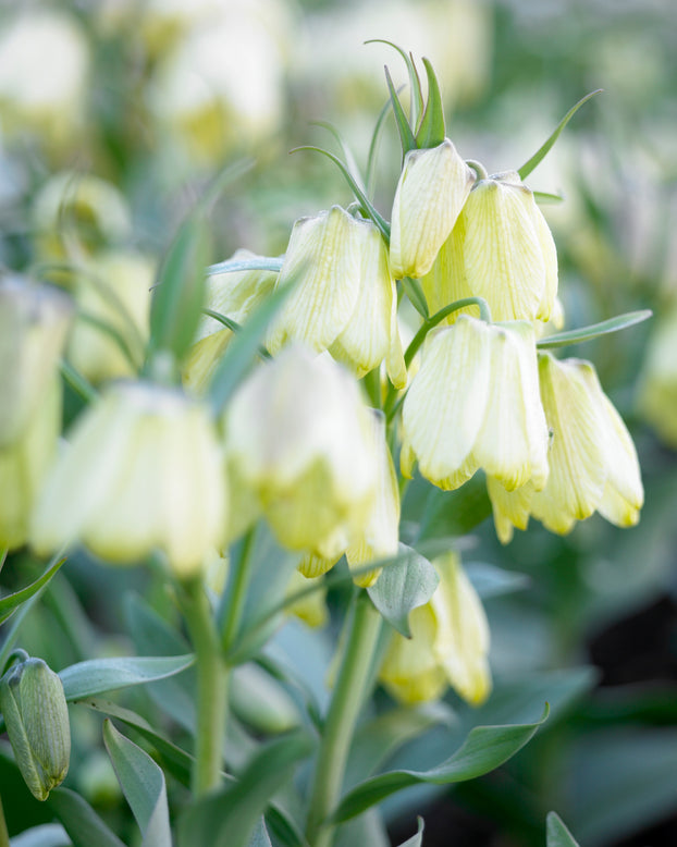 Fritillaria pallidiflora