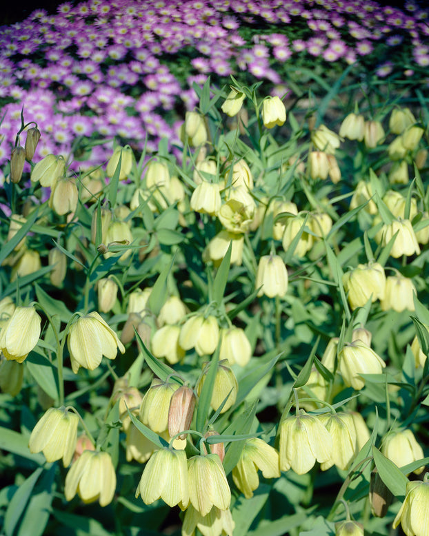 Fritillaria pallidiflora