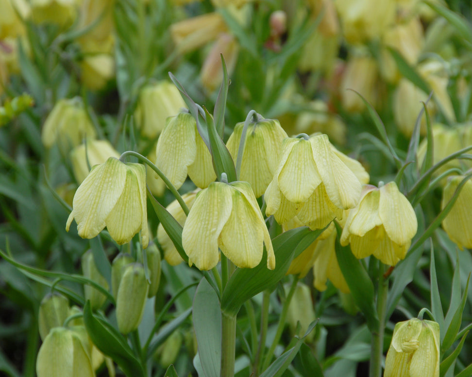 Fritillaria pallidiflora
