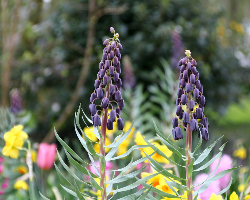 Fritillaria 'Twin Towers Tribute'