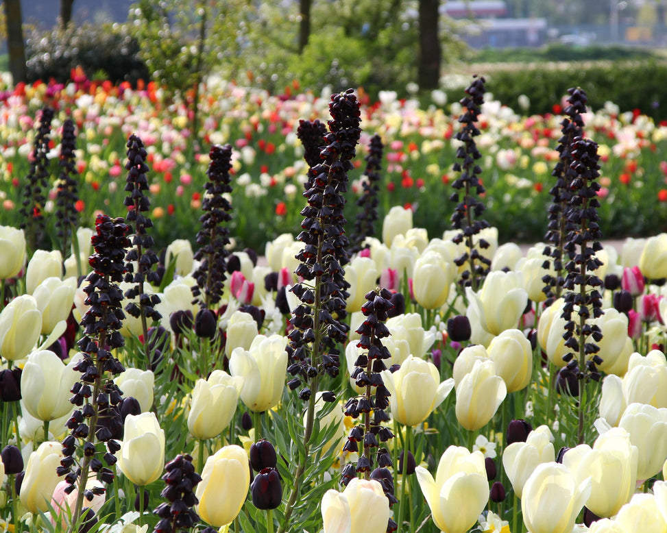 Fritillaria 'Twin Towers Tribute'