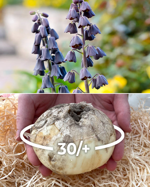 Fritillaria persica 'XXL'