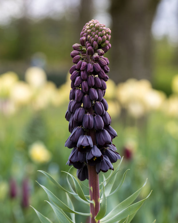 Fritillaria persica 'XXL'
