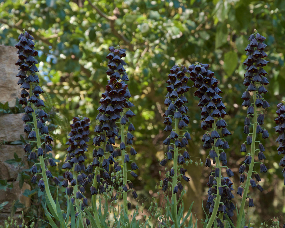 Fritillaria persica 'XXL'