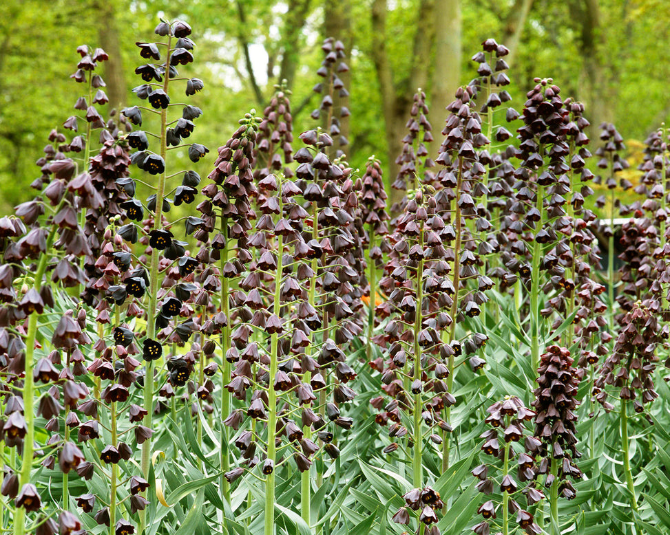 Fritillaria persica 'XXL'