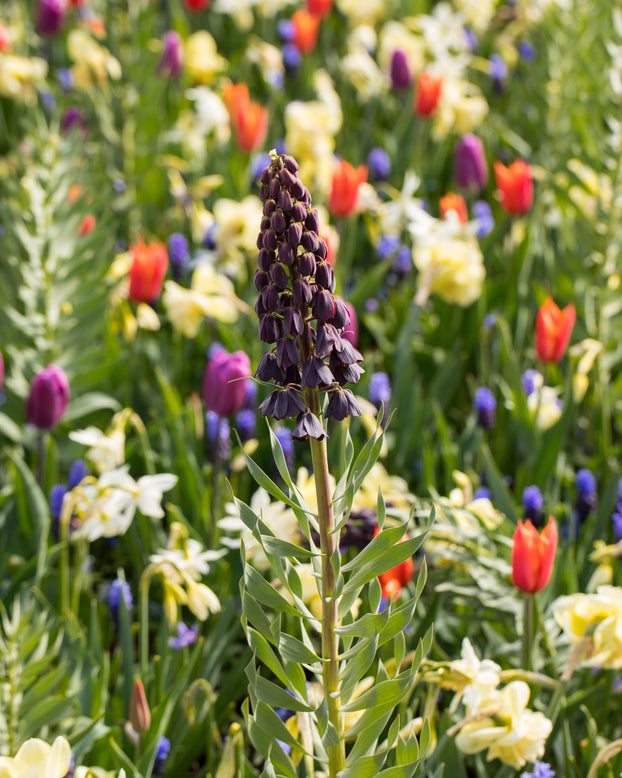 Fritillaria persica 'XXL'