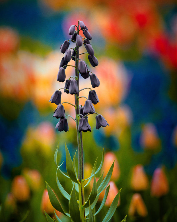 Fritillaria persica 'XXL'
