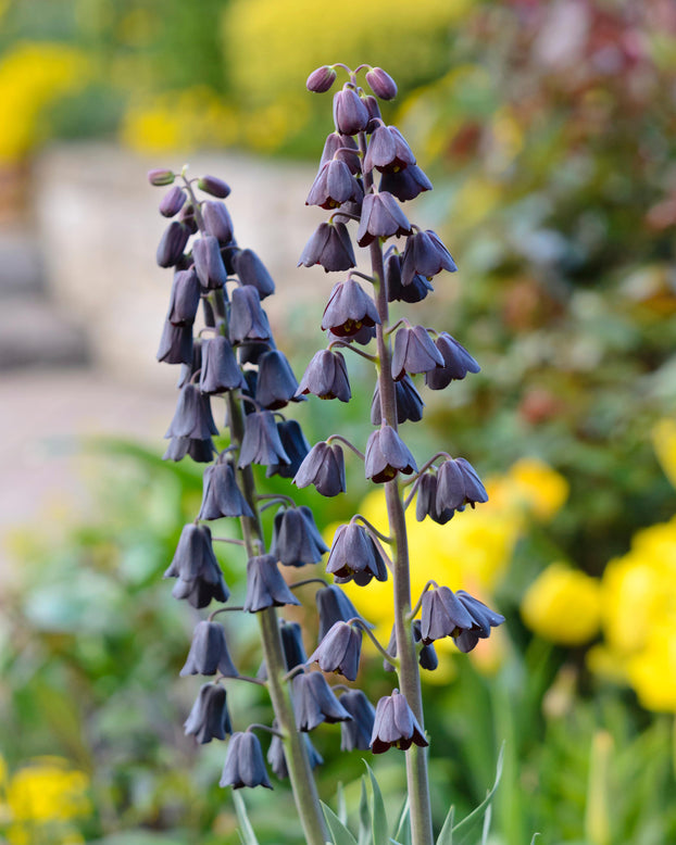 Fritillaria persica 'XXL'