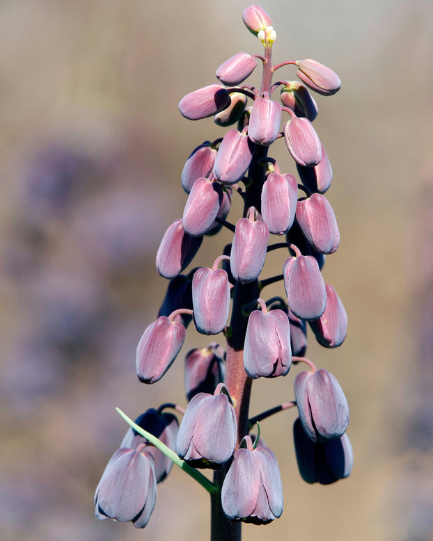 Fritillaria persica 'XXL'