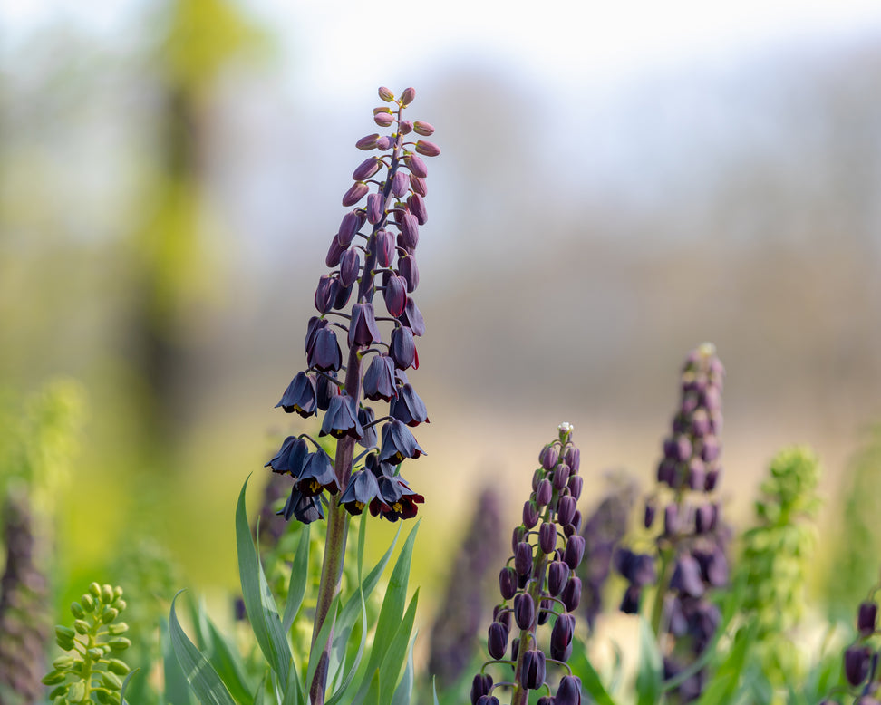 Fritillaria persica 'XXL'