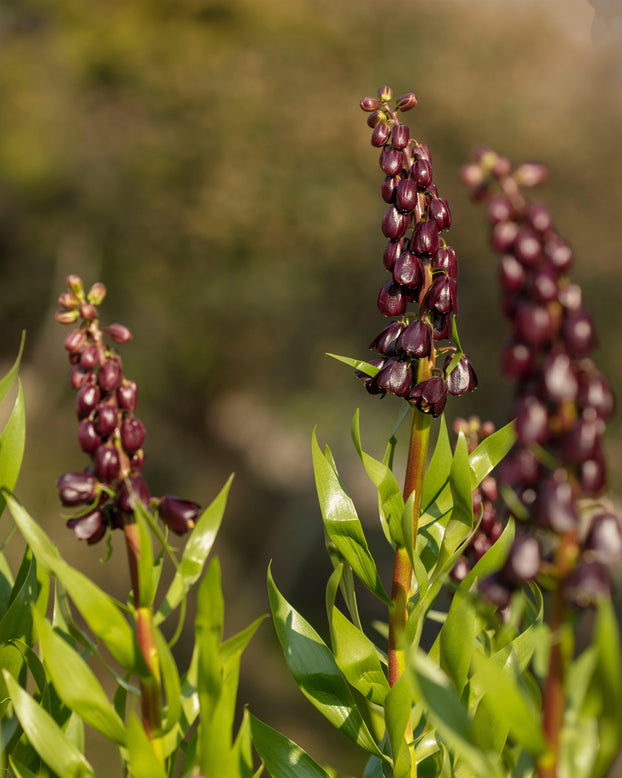 Fritillaria 'Purple Dynamite'