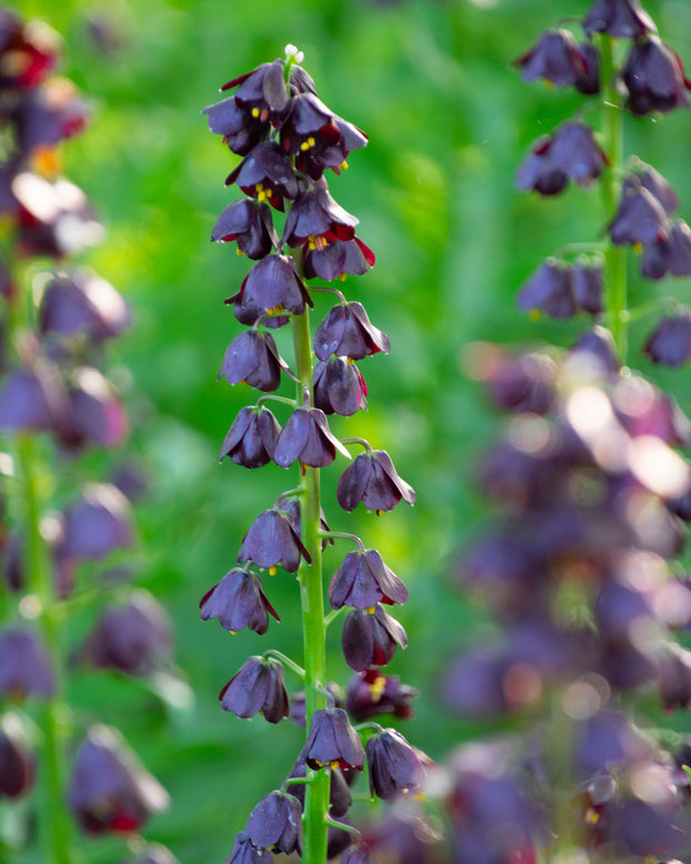 Fritillaria 'Purple Dynamite'