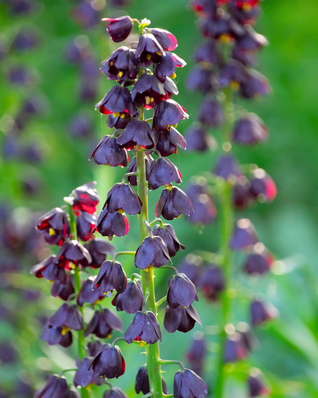 Fritillaria 'Purple Dynamite'