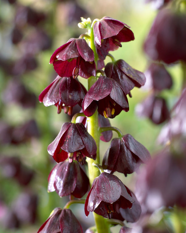 Fritillaria 'Purple Dynamite'