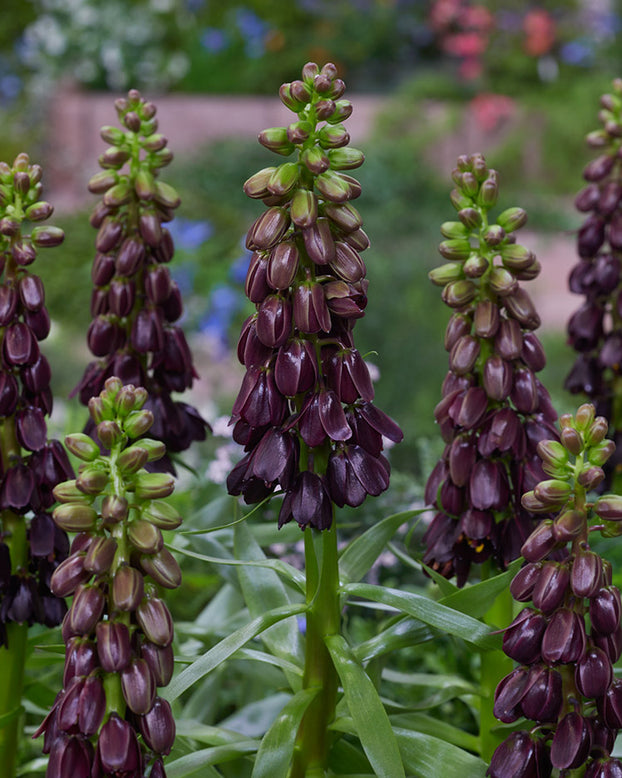 Fritillaria 'Purple Dynamite'