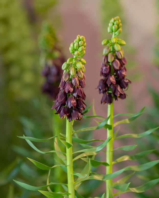 Fritillaria 'Purple Dynamite'