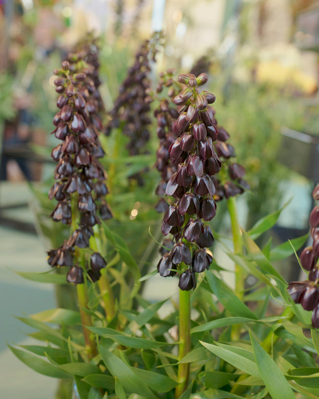Fritillaria 'Purple Dynamite'
