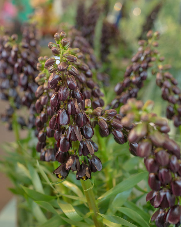 Fritillaria 'Purple Dynamite'