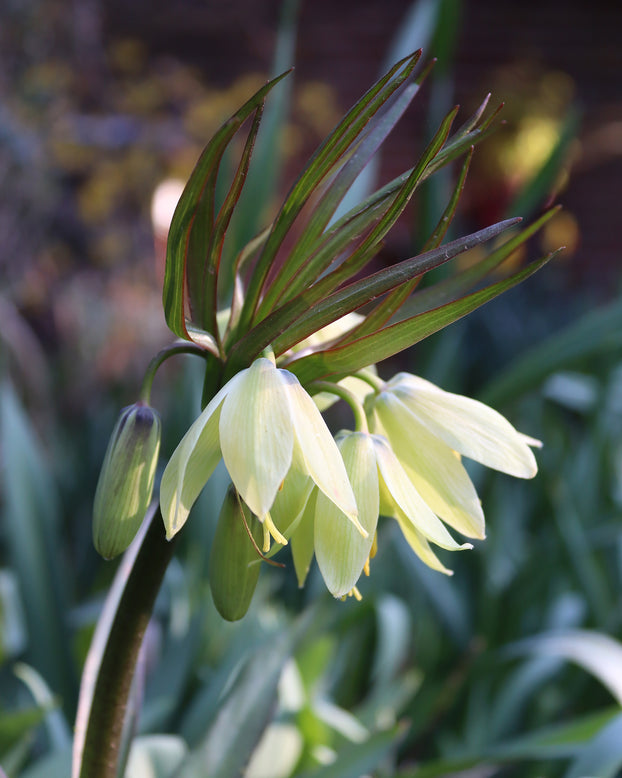 Fritillaria 'Raddeana'