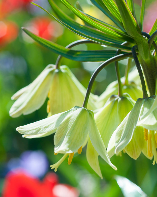 Fritillaria 'Raddeana'